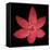 Red Flower on Black 06-Tom Quartermaine-Framed Stretched Canvas