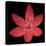Red Flower on Black 06-Tom Quartermaine-Stretched Canvas