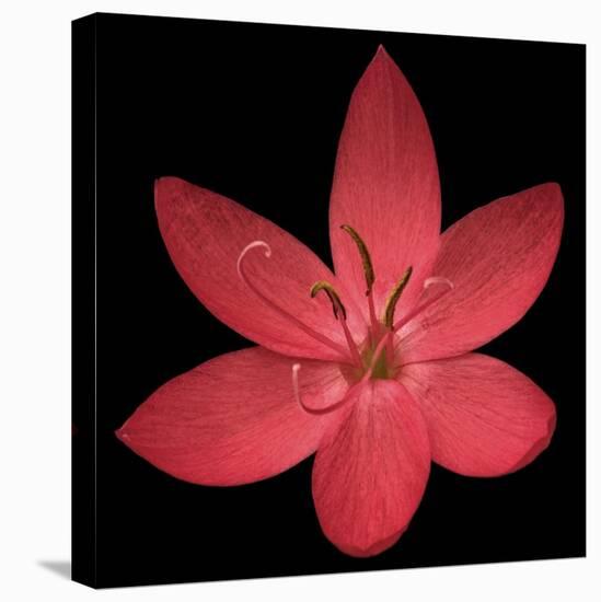 Red Flower on Black 06-Tom Quartermaine-Stretched Canvas