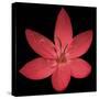 Red Flower on Black 06-Tom Quartermaine-Stretched Canvas