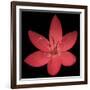 Red Flower on Black 06-Tom Quartermaine-Framed Giclee Print