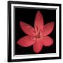 Red Flower on Black 06-Tom Quartermaine-Framed Giclee Print