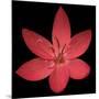 Red Flower on Black 06-Tom Quartermaine-Mounted Giclee Print