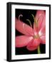 Red Flower on Black 07-Tom Quartermaine-Framed Giclee Print