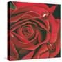 Red Flower-Scott Westmoreland-Stretched Canvas