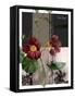 Red Flower-Flora Danica-Framed Stretched Canvas