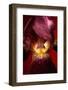 Red Flower-Incado-Framed Photographic Print