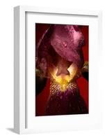 Red Flower-Incado-Framed Photographic Print