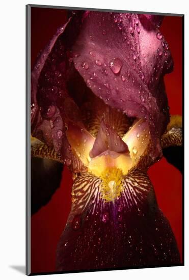 Red Flower-Incado-Mounted Photographic Print