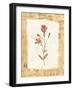 Red Flower-Hope Street Designs-Framed Giclee Print