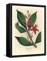 Red Flowered Bitter Quassia, Quassia Amara-James Sowerby-Framed Stretched Canvas