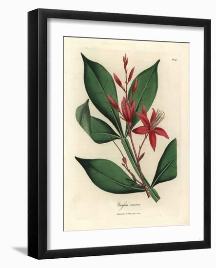 Red Flowered Bitter Quassia, Quassia Amara-James Sowerby-Framed Giclee Print