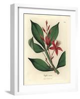 Red Flowered Bitter Quassia, Quassia Amara-James Sowerby-Framed Giclee Print