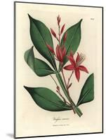 Red Flowered Bitter Quassia, Quassia Amara-James Sowerby-Mounted Giclee Print