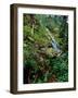 Red-flowering currant (Ribes sanguineum) flowers at Upper Proxy Falls, Three Sisters Wilderness...-null-Framed Photographic Print