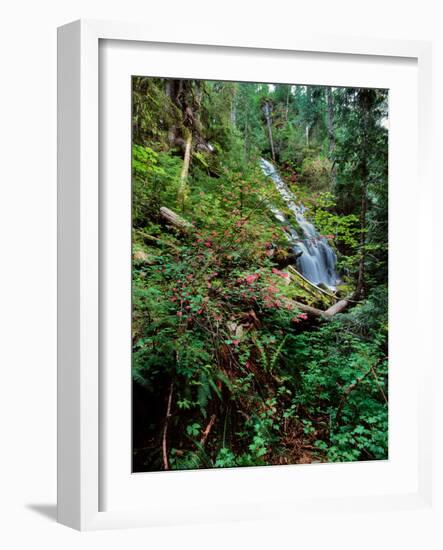 Red-flowering currant (Ribes sanguineum) flowers at Upper Proxy Falls, Three Sisters Wilderness...-null-Framed Photographic Print