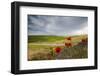 Red flowers and clouds frame the gentle green hills of Val d'Orcia, UNESCO World Heritage Site, Pro-Roberto Moiola-Framed Photographic Print