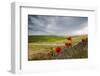 Red flowers and clouds frame the gentle green hills of Val d'Orcia, UNESCO World Heritage Site, Pro-Roberto Moiola-Framed Photographic Print