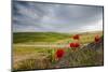 Red flowers and clouds frame the gentle green hills of Val d'Orcia, UNESCO World Heritage Site, Pro-Roberto Moiola-Mounted Photographic Print