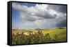 Red flowers and rainbow frame the green hills and farmland of Crete Senesi (Senese Clays), Province-Roberto Moiola-Framed Stretched Canvas