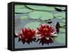 Red Flowers Bloom on Water Lilies in Laurel Lake, South of Bandon, Oregon, USA-Tom Haseltine-Framed Stretched Canvas