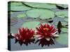 Red Flowers Bloom on Water Lilies in Laurel Lake, South of Bandon, Oregon, USA-Tom Haseltine-Stretched Canvas