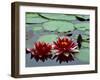 Red Flowers Bloom on Water Lilies in Laurel Lake, South of Bandon, Oregon, USA-Tom Haseltine-Framed Premium Photographic Print