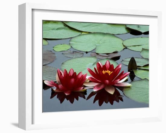 Red Flowers Bloom on Water Lilies in Laurel Lake, South of Bandon, Oregon, USA-Tom Haseltine-Framed Premium Photographic Print