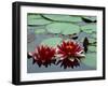 Red Flowers Bloom on Water Lilies in Laurel Lake, South of Bandon, Oregon, USA-Tom Haseltine-Framed Photographic Print