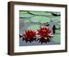 Red Flowers Bloom on Water Lilies in Laurel Lake, South of Bandon, Oregon, USA-Tom Haseltine-Framed Photographic Print