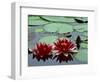 Red Flowers Bloom on Water Lilies in Laurel Lake, South of Bandon, Oregon, USA-Tom Haseltine-Framed Photographic Print