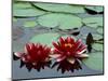 Red Flowers Bloom on Water Lilies in Laurel Lake, South of Bandon, Oregon, USA-Tom Haseltine-Mounted Photographic Print