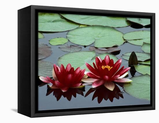 Red Flowers Bloom on Water Lilies in Laurel Lake, South of Bandon, Oregon, USA-Tom Haseltine-Framed Stretched Canvas