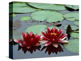 Red Flowers Bloom on Water Lilies in Laurel Lake, South of Bandon, Oregon, USA-Tom Haseltine-Stretched Canvas