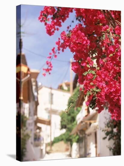 Red Flowers, Epirus, Greece-Walter Bibikow-Stretched Canvas