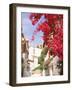 Red Flowers, Epirus, Greece-Walter Bibikow-Framed Photographic Print