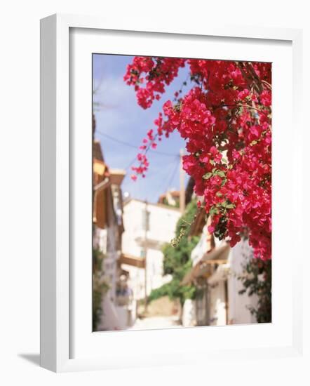 Red Flowers, Epirus, Greece-Walter Bibikow-Framed Photographic Print
