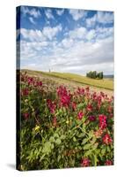 Red flowers frame the gentle green hills of Val d'Orcia, UNESCO World Heritage Site, Province of Si-Roberto Moiola-Stretched Canvas