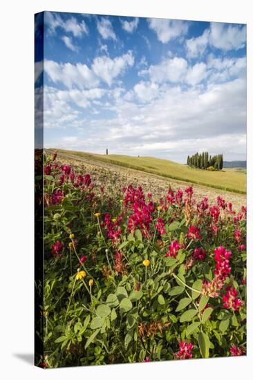 Red flowers frame the gentle green hills of Val d'Orcia, UNESCO World Heritage Site, Province of Si-Roberto Moiola-Stretched Canvas