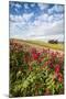 Red flowers frame the gentle green hills of Val d'Orcia, UNESCO World Heritage Site, Province of Si-Roberto Moiola-Mounted Photographic Print