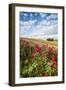 Red flowers frame the gentle green hills of Val d'Orcia, UNESCO World Heritage Site, Province of Si-Roberto Moiola-Framed Photographic Print