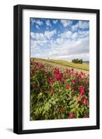 Red flowers frame the gentle green hills of Val d'Orcia, UNESCO World Heritage Site, Province of Si-Roberto Moiola-Framed Photographic Print