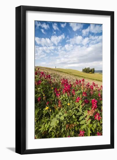 Red flowers frame the gentle green hills of Val d'Orcia, UNESCO World Heritage Site, Province of Si-Roberto Moiola-Framed Photographic Print