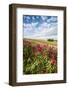 Red flowers frame the gentle green hills of Val d'Orcia, UNESCO World Heritage Site, Province of Si-Roberto Moiola-Framed Photographic Print