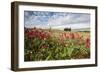 Red flowers frame the gentle green hills of Val d'Orcia, UNESCO World Heritage Site, Province of Si-Roberto Moiola-Framed Photographic Print