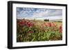 Red flowers frame the gentle green hills of Val d'Orcia, UNESCO World Heritage Site, Province of Si-Roberto Moiola-Framed Photographic Print