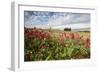 Red flowers frame the gentle green hills of Val d'Orcia, UNESCO World Heritage Site, Province of Si-Roberto Moiola-Framed Photographic Print