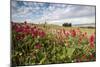 Red flowers frame the gentle green hills of Val d'Orcia, UNESCO World Heritage Site, Province of Si-Roberto Moiola-Mounted Photographic Print