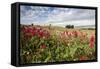 Red flowers frame the gentle green hills of Val d'Orcia, UNESCO World Heritage Site, Province of Si-Roberto Moiola-Framed Stretched Canvas