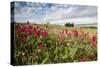 Red flowers frame the gentle green hills of Val d'Orcia, UNESCO World Heritage Site, Province of Si-Roberto Moiola-Stretched Canvas